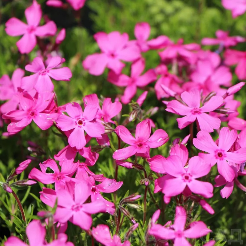 Флокс шиловидный "МакДэниэлс Кьюшн" Phlox subulata "McDaniel's Cushion"