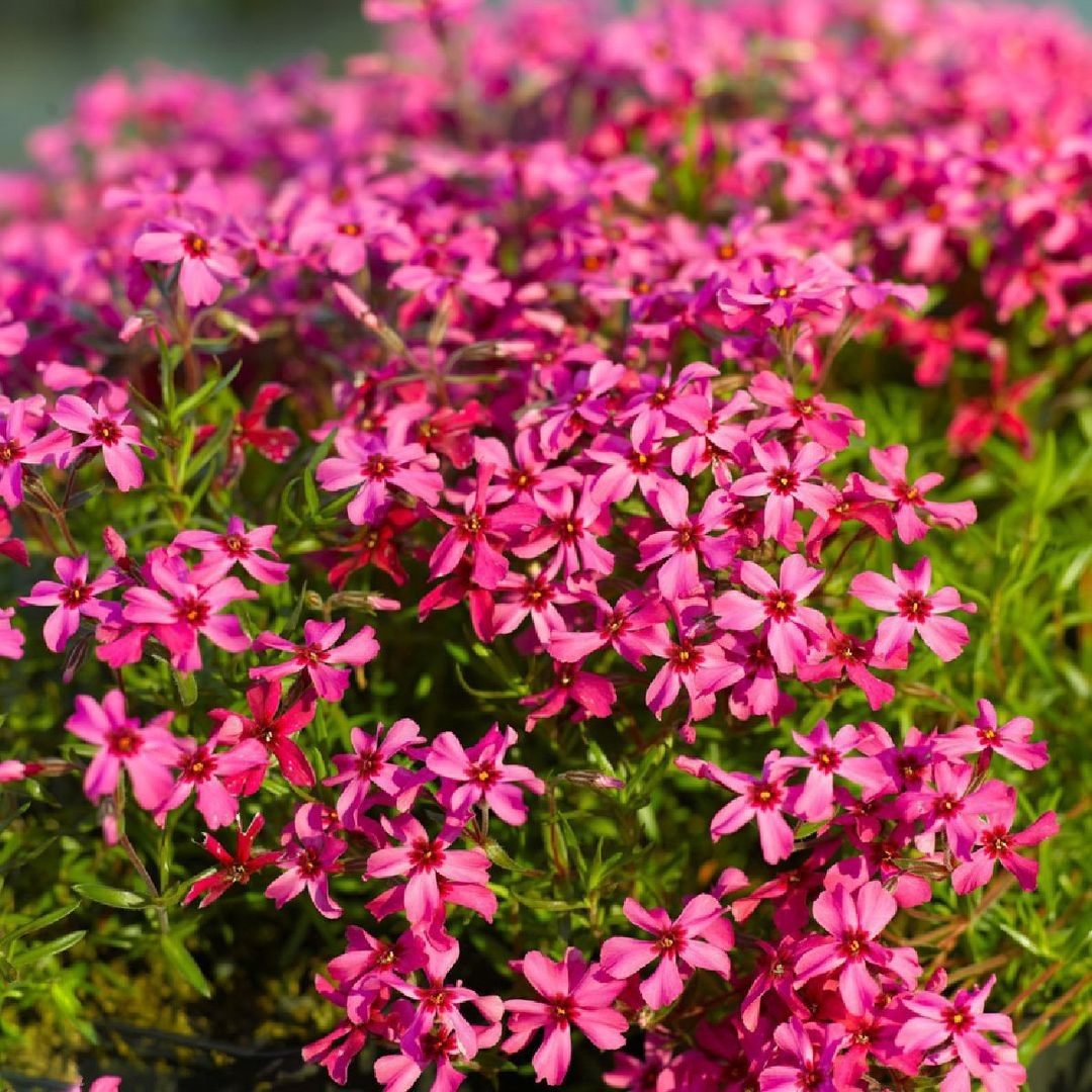 Флокс шиловидный "Скарлет Флейм" Phlox subulata "Scarlet Flame" С2/3