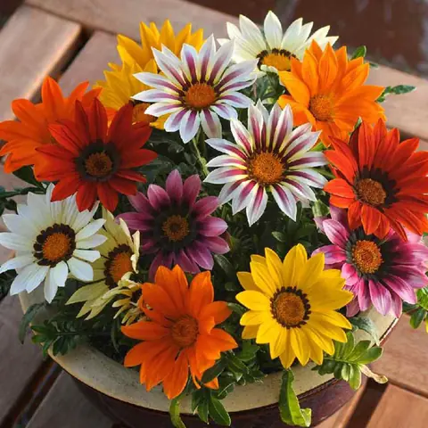 Гацания жестковатая "Нью Дей Микс" Gazania rigens "New Day Mix"