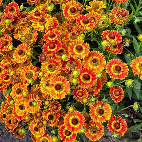 Гелениум "Фуего" Helenium "Fuego"
