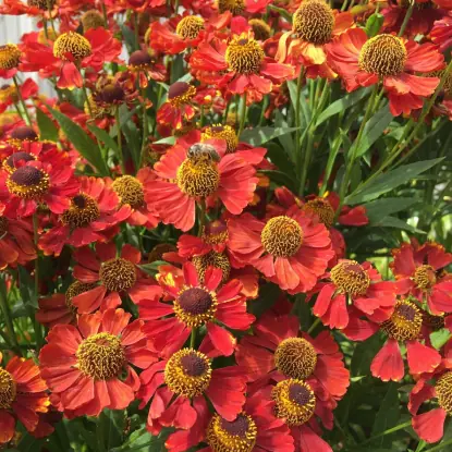 Гелениум "Ранчера" Helenium "Ranchera" С2/3