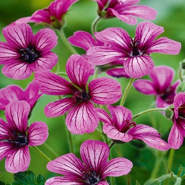 Герань гибридная "Сью Круг" Geranium hybride "Sue Crug" С2/3