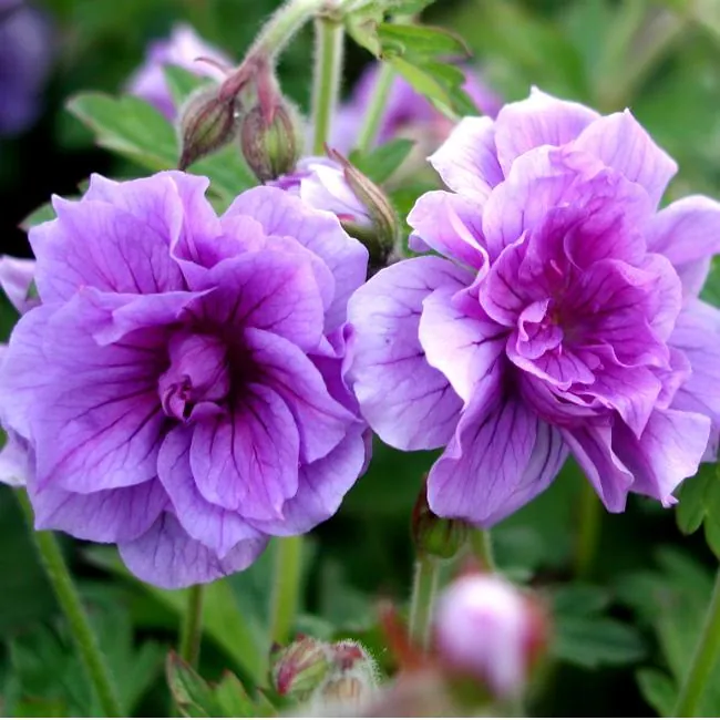 Герань гималайская "Бирч Дабл" Geranium "Birch Double"