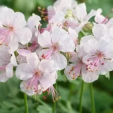 Герань кантабрийская "Биоково" Geranium cantabrigense "Biokovo"