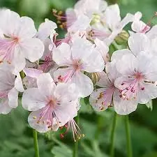 Герань кантабрийская "Биоково" Geranium cantabrigense "Biokovo" С2/3