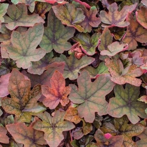 Гейхера гибридная "Арт Деко" Heuchera hybrid "Art Deco" С2/3