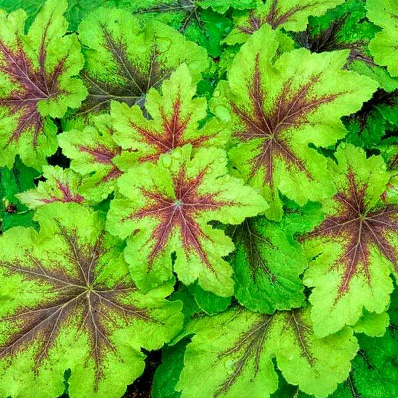 Гейхера гибридная "Арт Нуво" Heuchera hybrid "Art Nouveau"