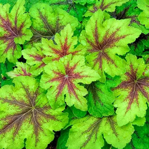 Гейхера гибридная "Арт Нуво" Heuchera hybrid "Art Nouveau" P9