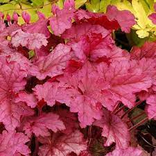 Гейхера гибридная "Берри Смузи" Heuchera hybridа "Berry Smoothie" С2/3