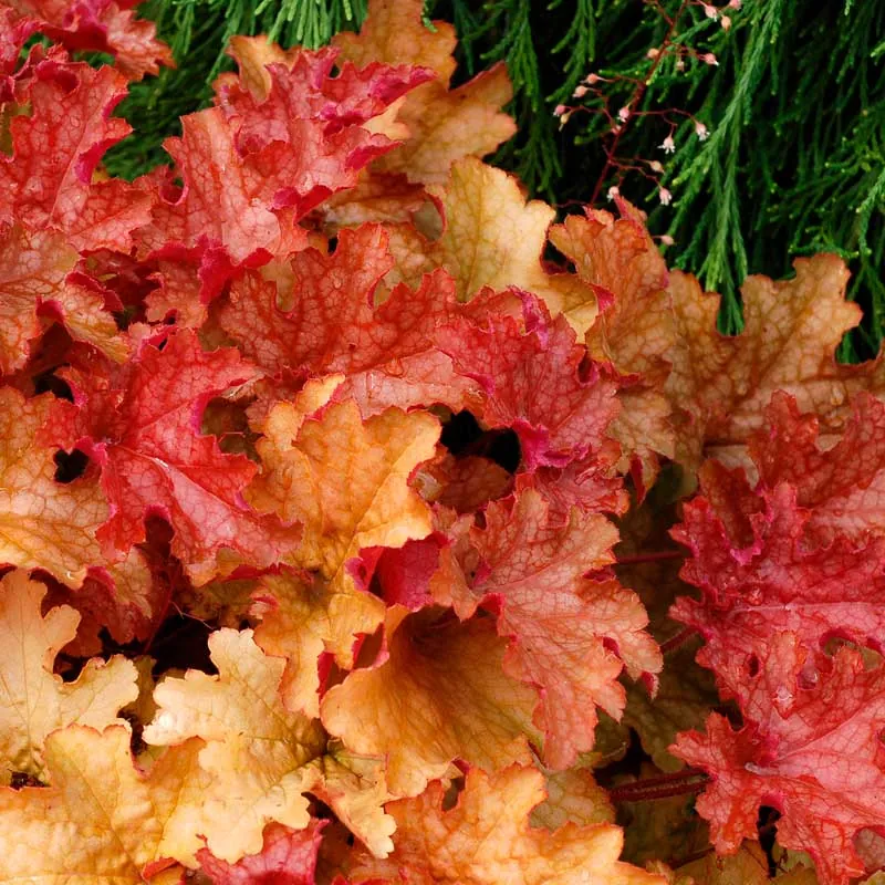 Гейхера гибридная "Джинджер Пич" Heuchera hybrid "Ginger Peach"