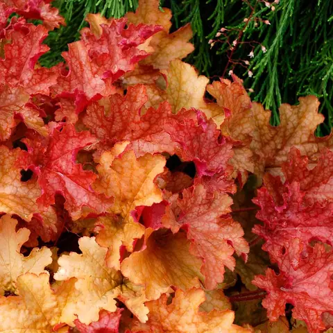 Гейхера гибридная "Джинджер Пич" Heuchera hybrid "Ginger Peach" С2/3