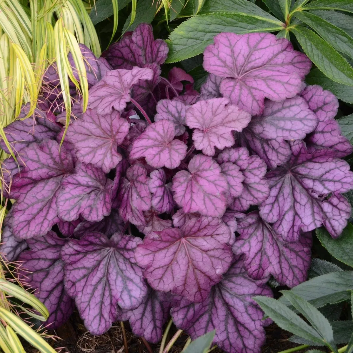 Гейхера гибридная "Фростед Вайолет " Heuchera hybrid "Frosted Violet"
