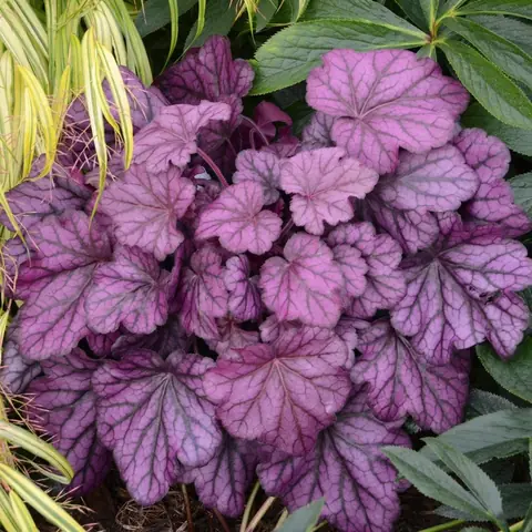 Гейхера гибридная "Фростед Вайолет " Heuchera hybrid "Frosted Violet" Р9