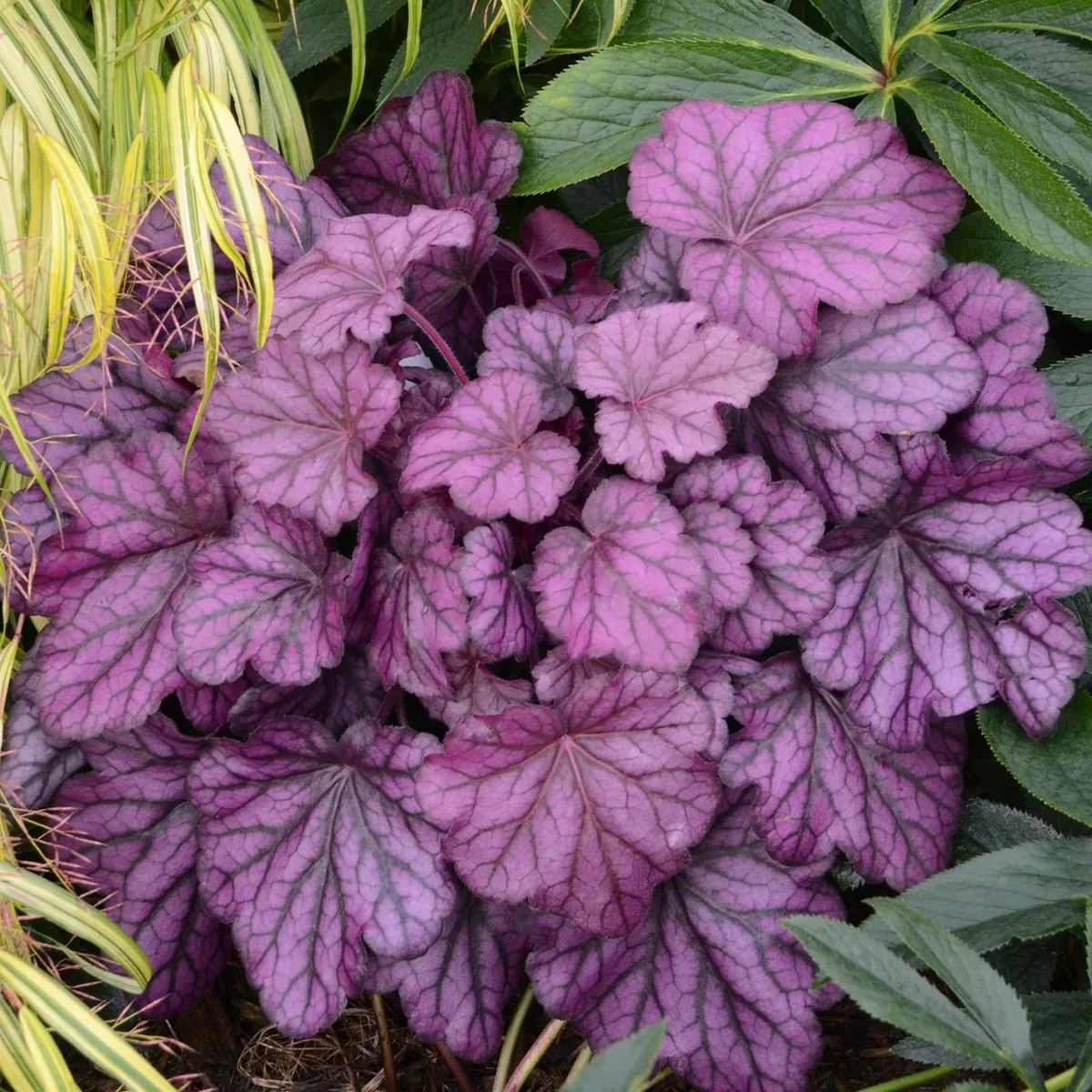 Гейхера гибридная "Фростед Вайолет" Heuchera hybrid "Frosted Violet"