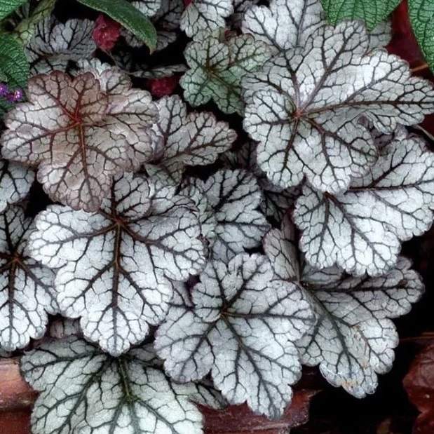 Гейхера гибридная "Глиттер" Heuchera hybrid "Glitter" С2/3