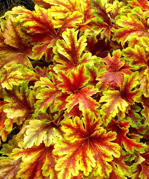 Гейхера гибридная "Голден Зебра" Heuchera hybrid "Golden Zebra"
