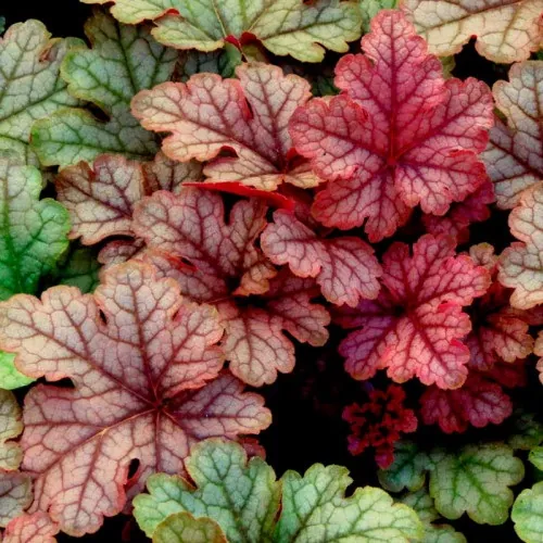 Гейхера гибридная "Хоней Роуз" Heuchera hybrid "Honey Rose"