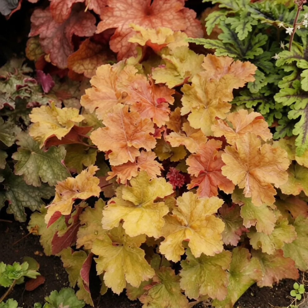 Гейхера гибридная "Криста" Heuchera hybrid "Christa"