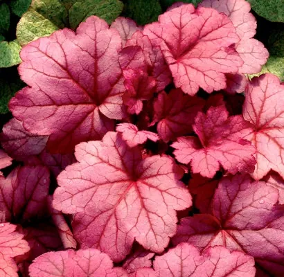 Гейхера гибридная "Пенелопа" Heuchera hybrid "Penelope"