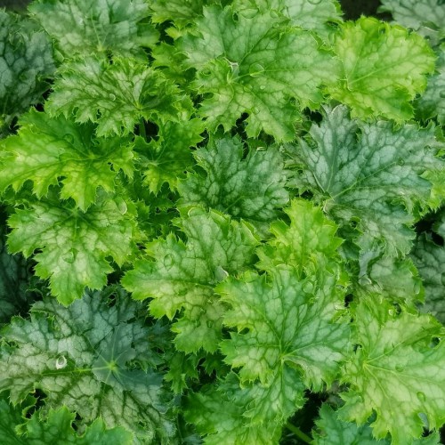 Гейхера гибридная "Пиа Крисп" Heuchera hybrid "Pear Crisp" С2/3