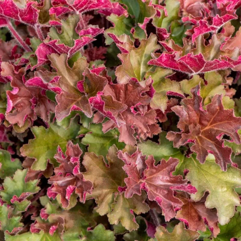 Гейхера гибридная "Рекс Ред" Heuchera hybrid "Rex Red"