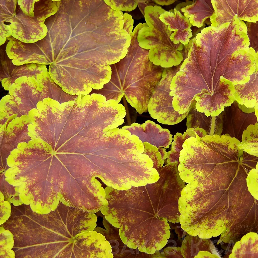 Гейхера гибридная "Солар Эклипс" Heuchera hybrid "Solar eclipse"