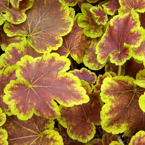 Гейхера гибридная "Солар Эклипс" Heuchera hybrid "Solar eclipse" С2/3