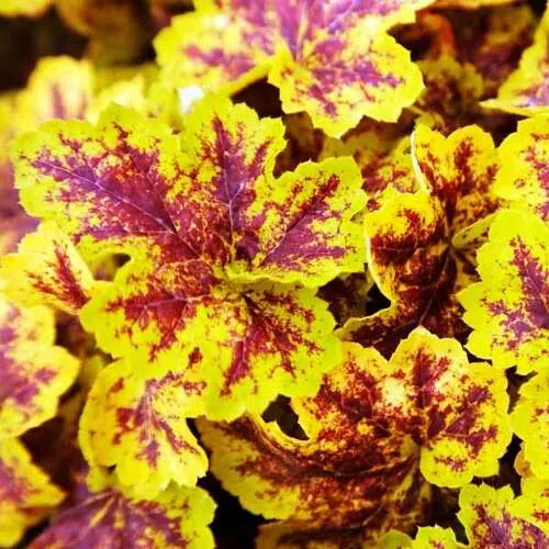 Гейхера гибридная "Солар Пауэр" Heuchera hybrid "Solar Power"