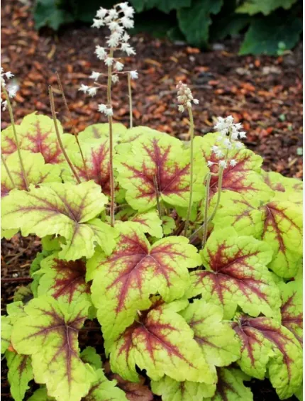 Гейхера гибридная "Стоплайт" Heuchera hybrida "Stoplight"