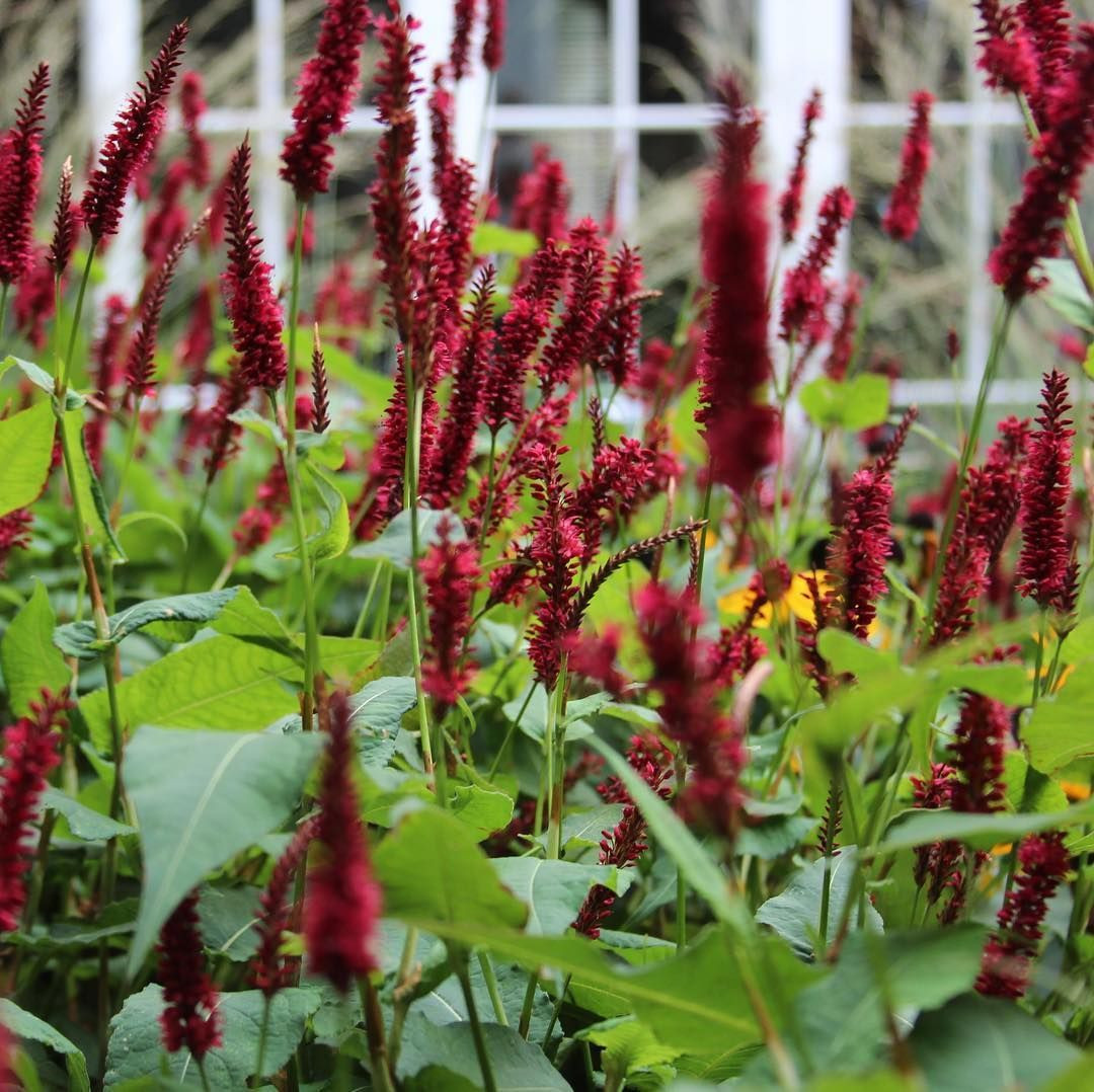Горец свечевидный "Блэкфилд" Persicaria amplexicaulis "Blackfield" С2/3