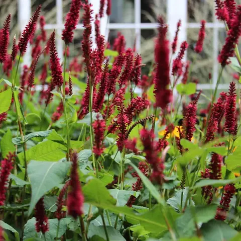 Горец свечевидный "Блэкфилд" Persicaria amplexicaulis "Blackfield" С2/3