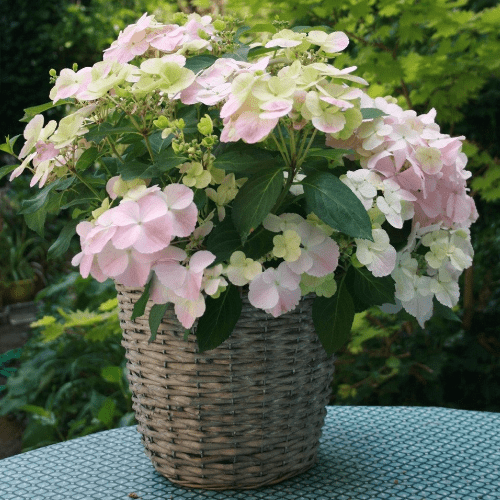 Гортензия крупнолистная "Френч Болеро" Hydrangea hybrid "French Bolero" С2/3