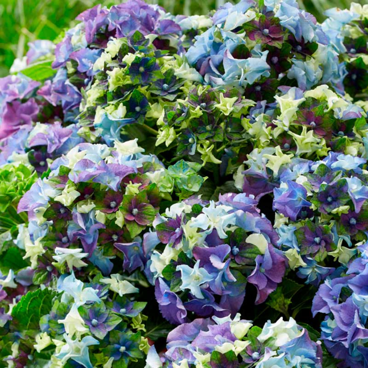 Гортензия крупнолистная "Леди Мата Хари" Hydrangea macrophylla "Lady Mata Hari" С2/3