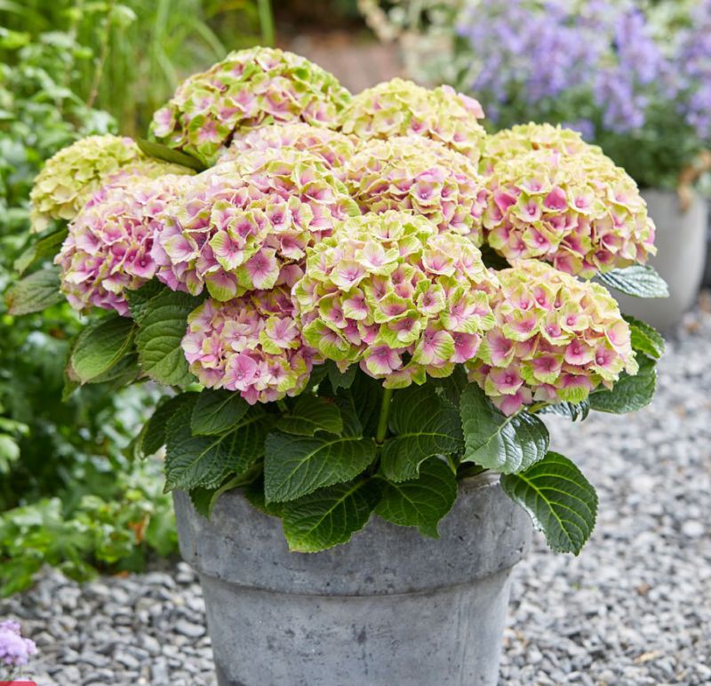 Гортензия крупнолистная "Мэджикал Джевел" Hydrangea macrophylla "Magical Jewel" С2/3