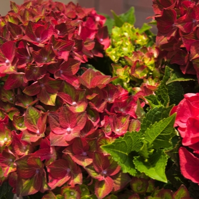Гортензия крупнолистная "Меджикал Руби Тьюздей" Hydrangea macrophylla "Magical Ruby Tuesday" С2/3