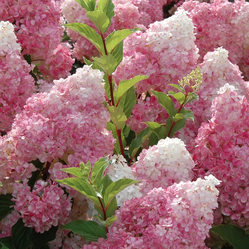 Гортензия метельчатая "Ангел Блаш" Hydrangea paniculata "Angels Blush"