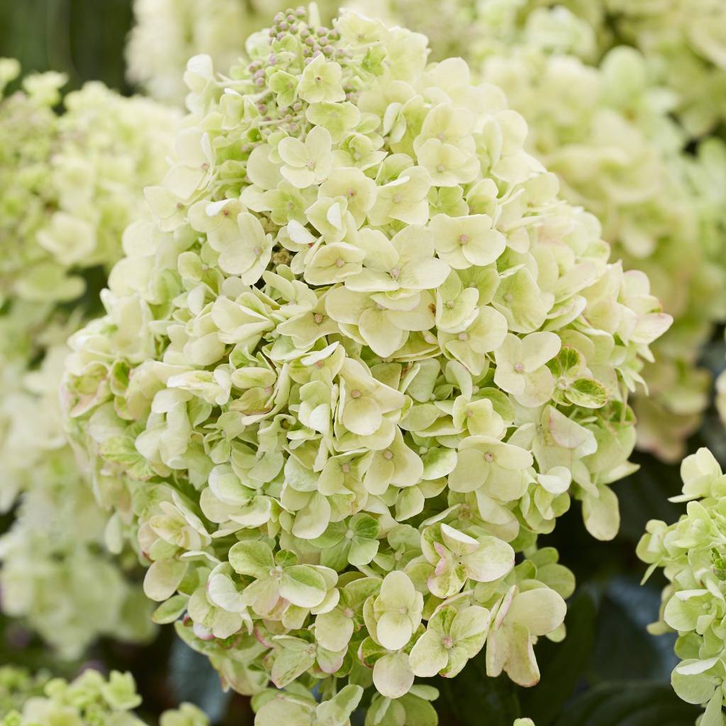 Гортензия метельчатая "Би Хэппи" Hydrangea paniculata "Bee Happy"