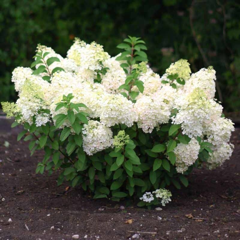 Гортензия метельчатая "Бобо" Hydrangea paniculata "Bobo"