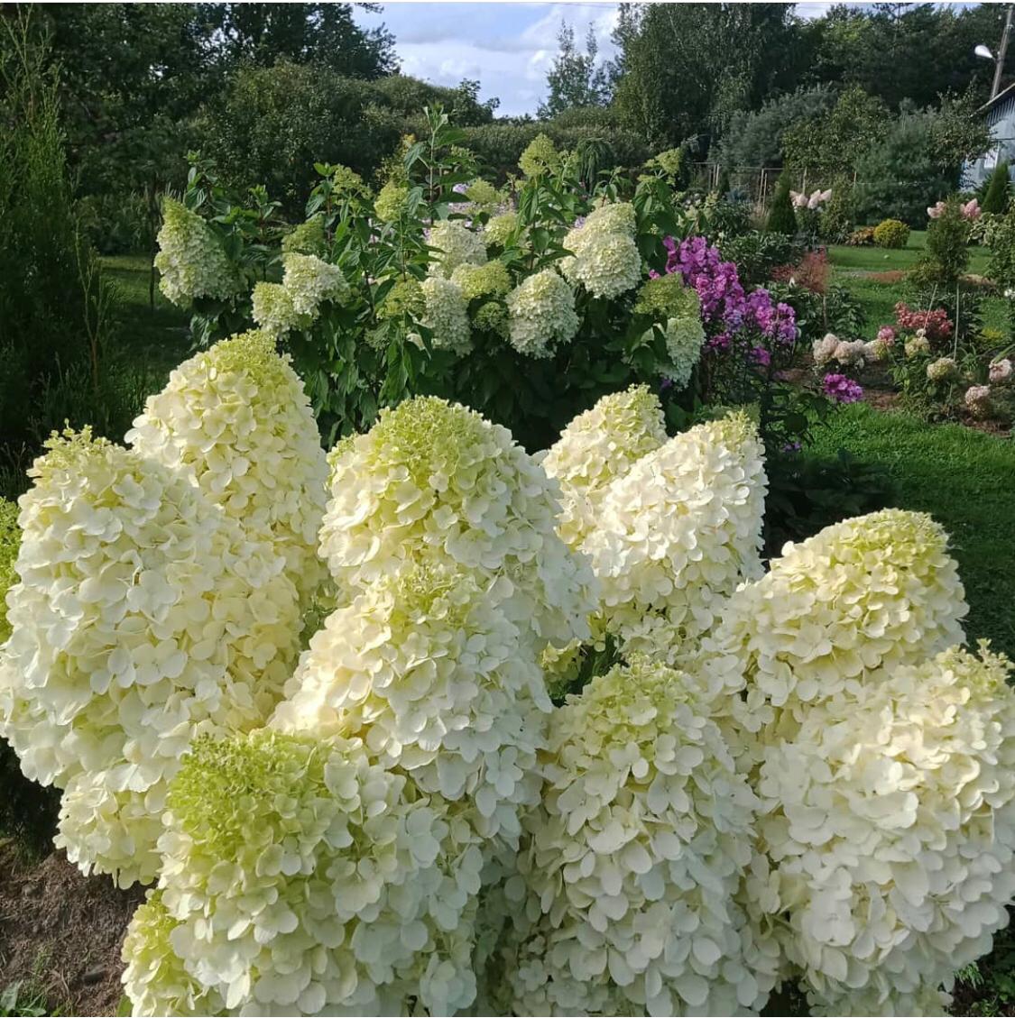 Гортензия метельчатая "Фантом" Hydrangea paniculata "Phantom"