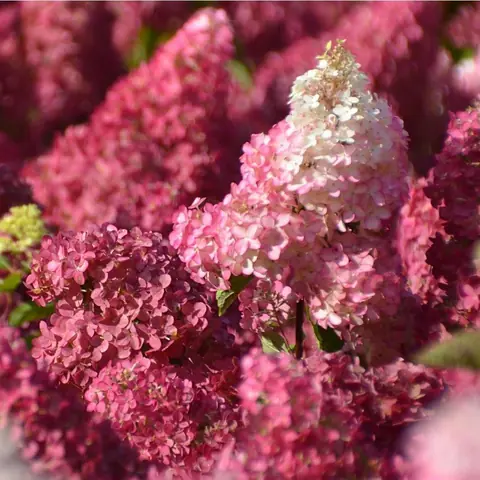 Гортензия метельчатая "Фрайз Мельба" Hydrangea paniculata "Fraise Melba"