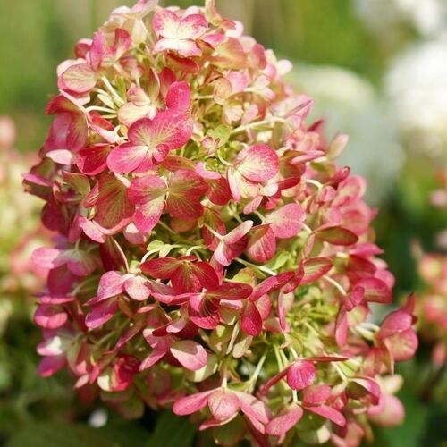 Гортензия метельчатая "Граффити" Hydrangea paniculata "Graffiti"