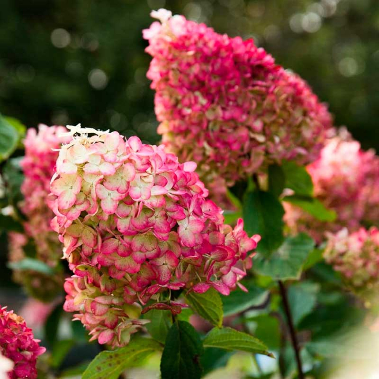 Гортензия метельчатая "Калорфул Коктейль" Hydrangea paniculata "Colourful Cocktail"