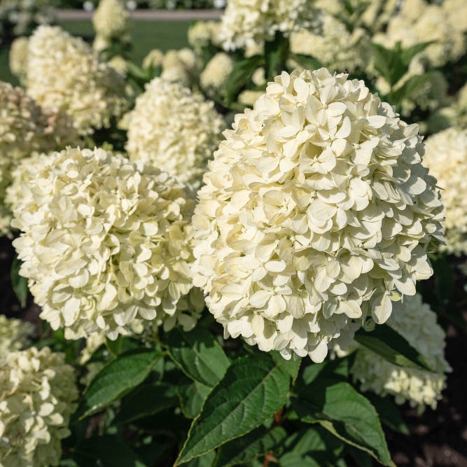 Гортензия метельчатая "Коттон Крем" Hydrangea paniculata "Cotton Cream"