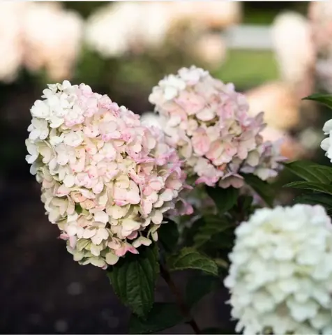 Гортензия метельчатая "Литл Блоссом" Hydrangea paniculata "Little Blossom"