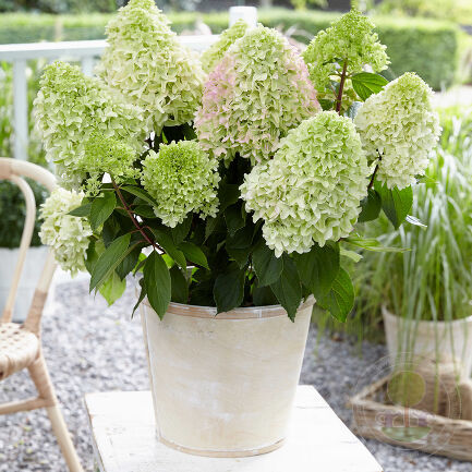 Гортензия метельчатая "Литтл Пэшн" Hydrangea paniculata "Little Passion"