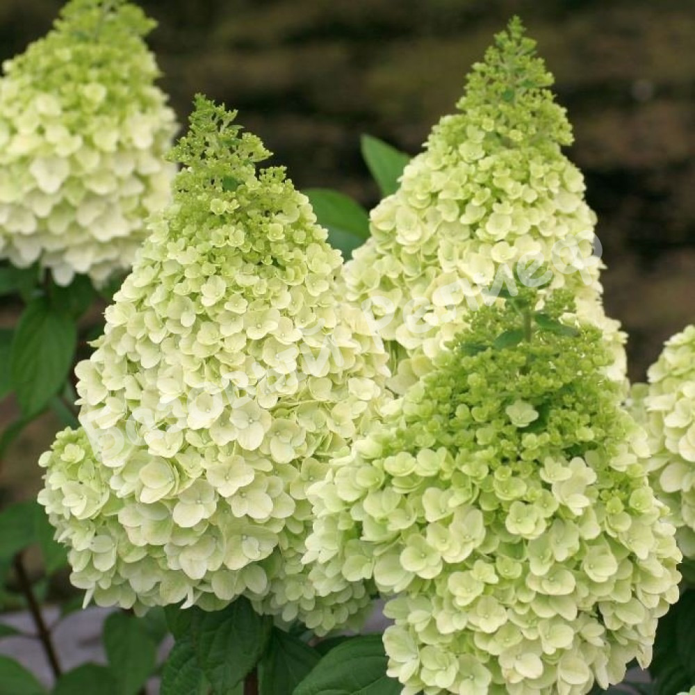 Гортензия метельчатая "Мэджикал Мунлайт" Hydrangea paniculata "Magical Moonlight"