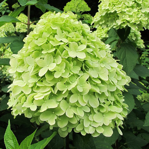 Гортензия метельчатая "Мохито" Hydrangea paniculata "Mojito"