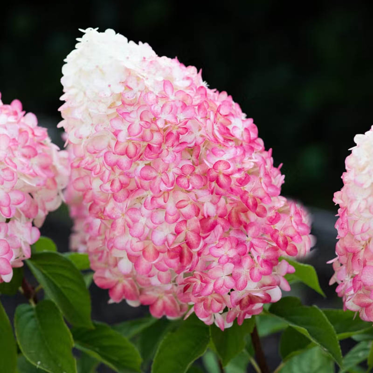 Гортензия метельчатая "Пинк энд Роуз" Hydrangea paniculata "Pink and Rose"