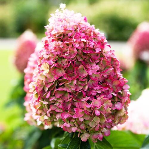 Гортензия метельчатая "Пинки Промис" Hydrangea paniculata "Pinky Promise"