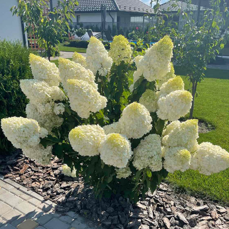 Гортензия метельчатая "Полар Бир" Hydrangea paniculata "Polar Bear"